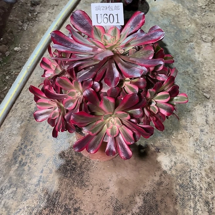 601美杜莎   多肉植物