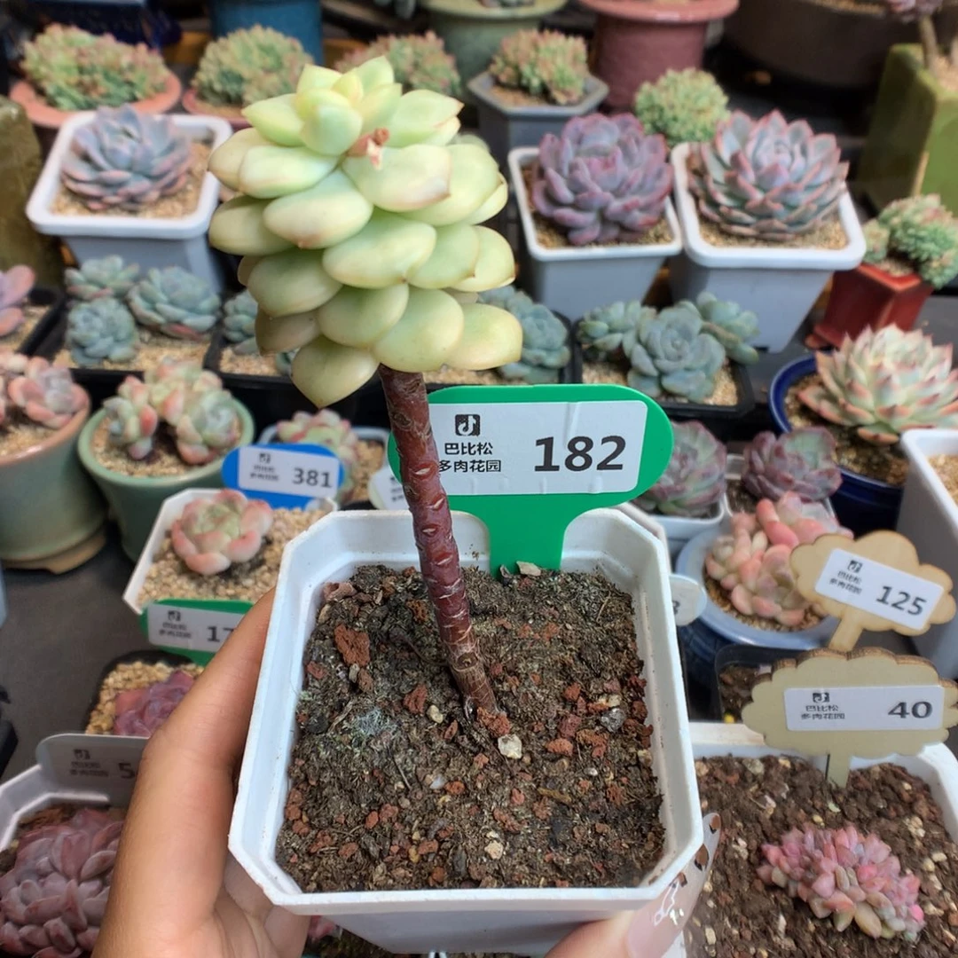 182探戈锦多肉植物