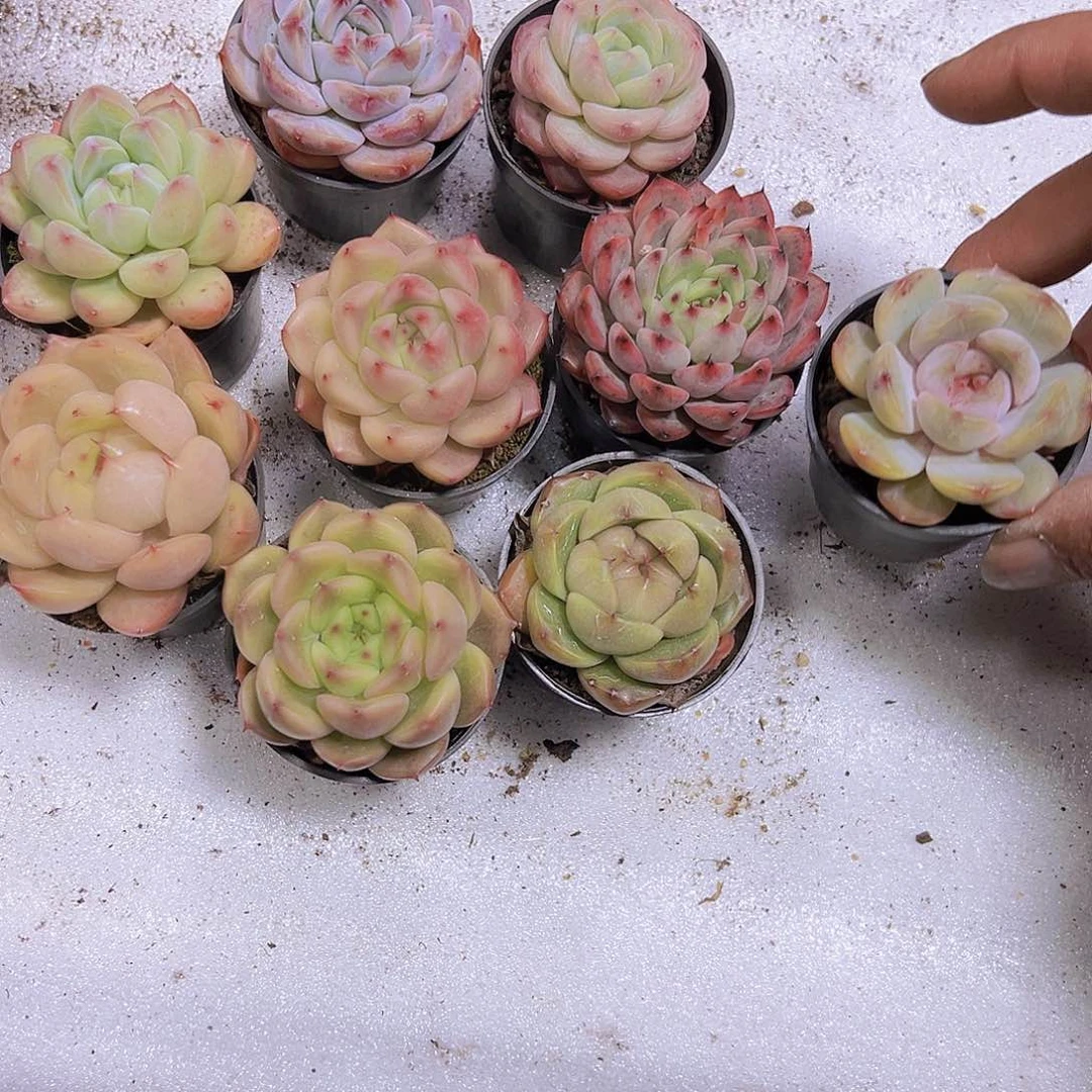 珍妮组合9盆带盆带土