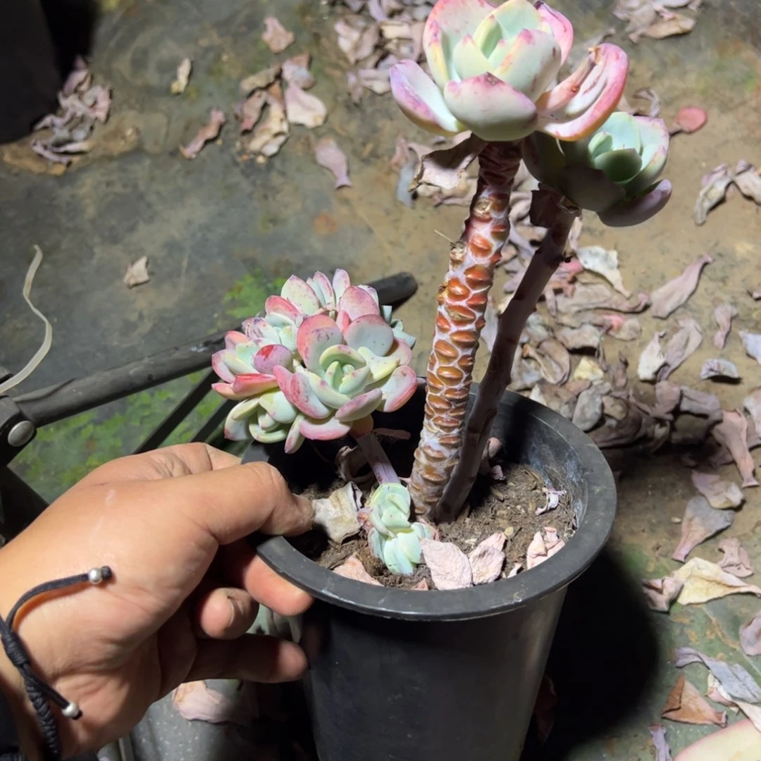 白月光一物一拍小缀