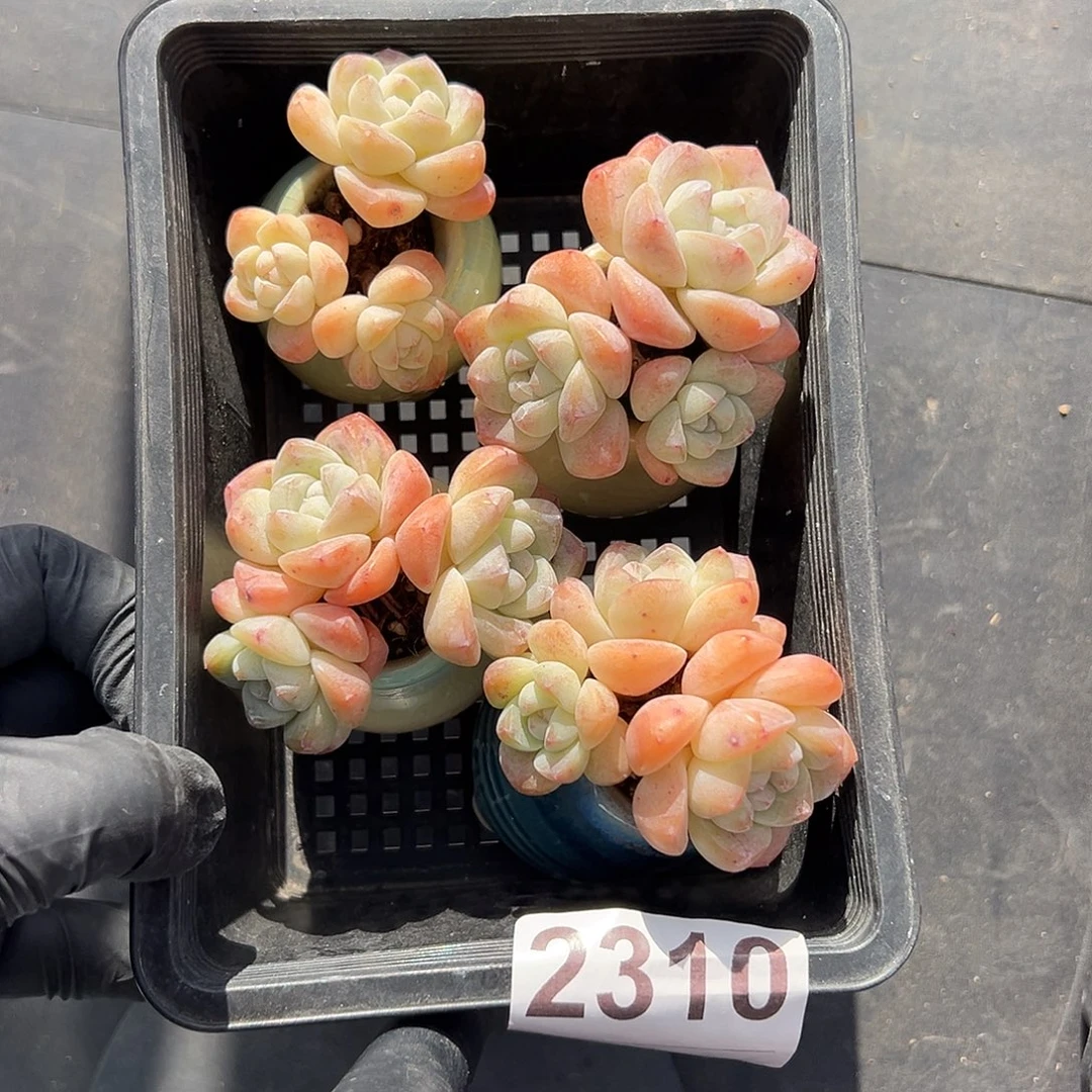 231 0，四个三头冰玉带盆