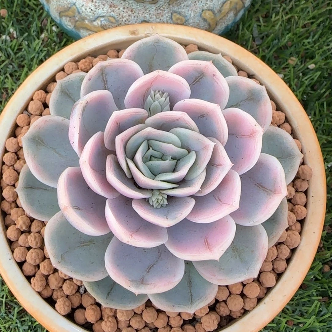 蓝色惊喜锦  多肉植物