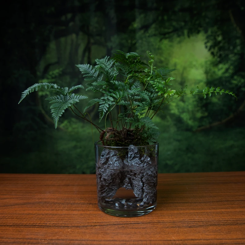 【新品】狼尾蕨苔藓生态瓶桌面景观懒人养护室内可养小螃蟹