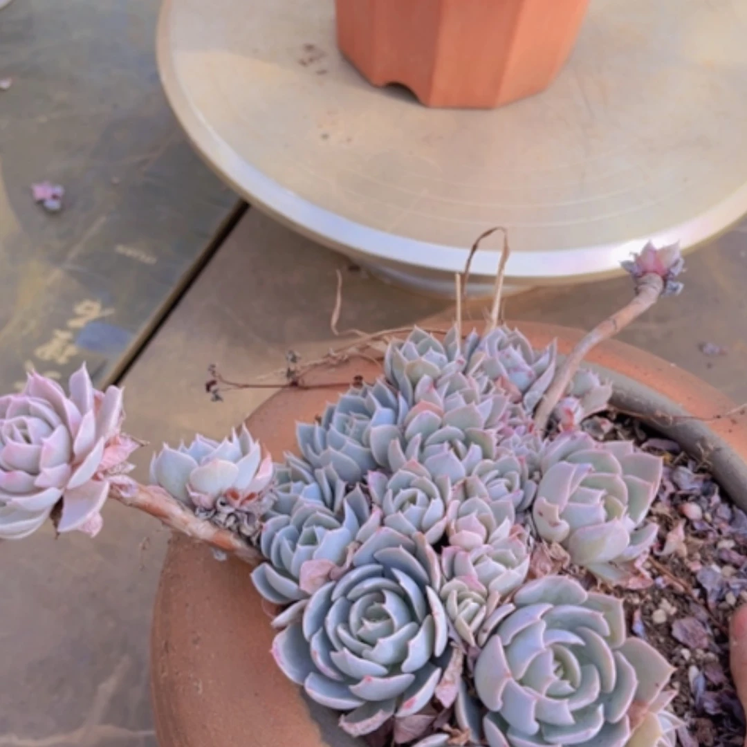 【闪购商品】蓝石莲09153