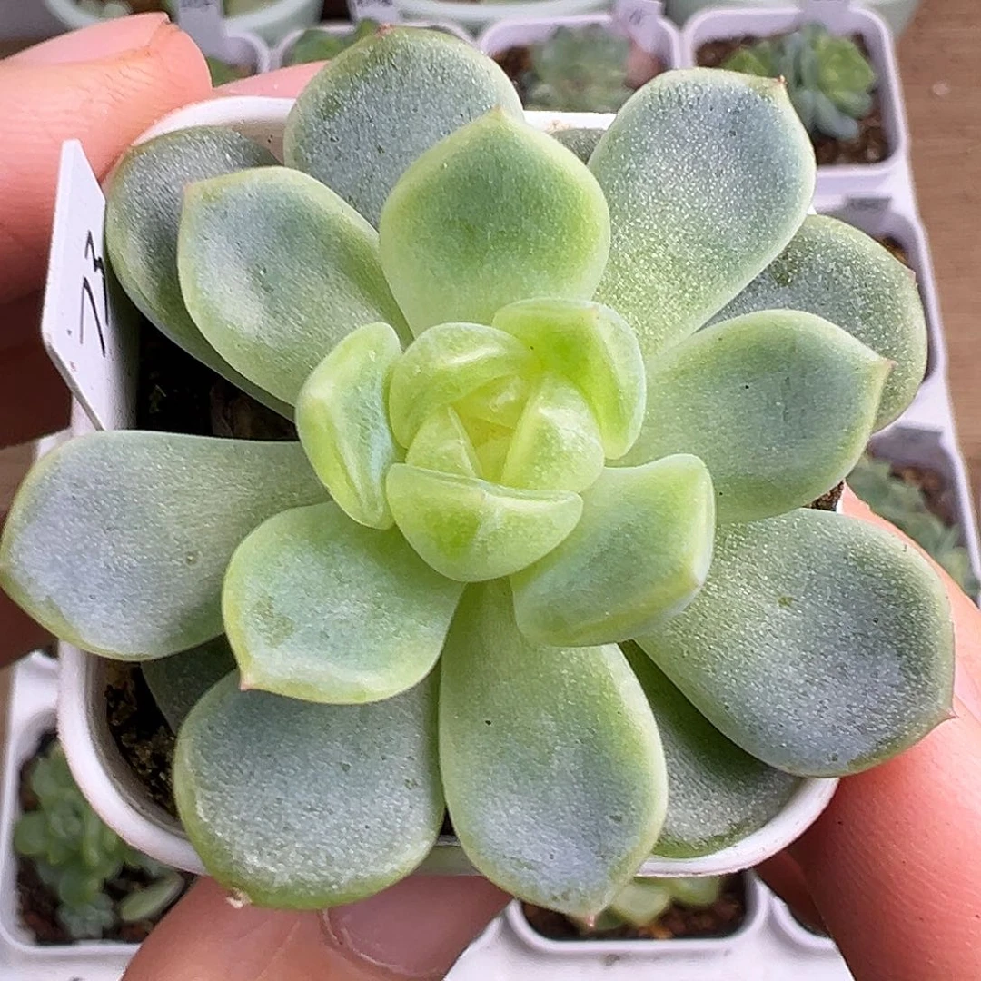 P73甜心。