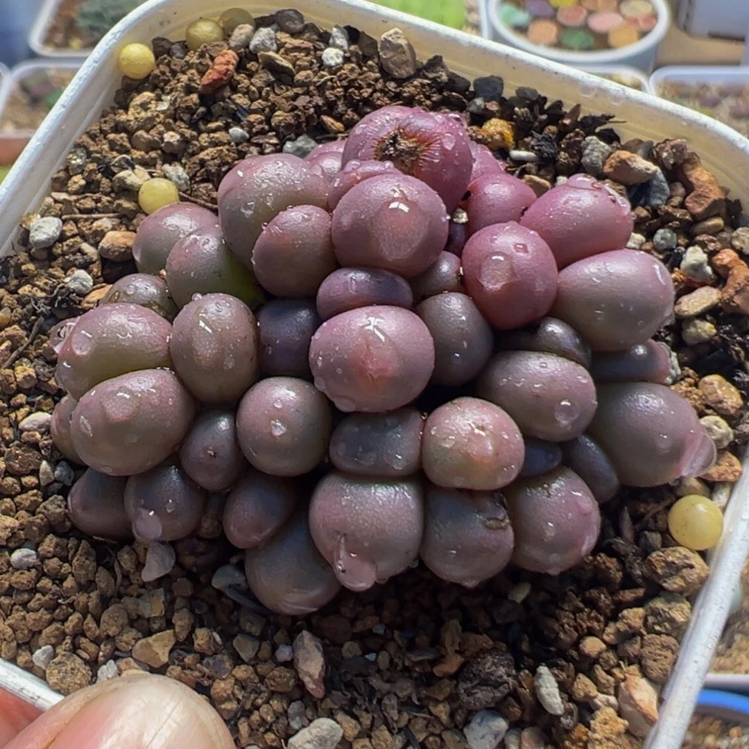 89多肉植物群生母本紫葡萄