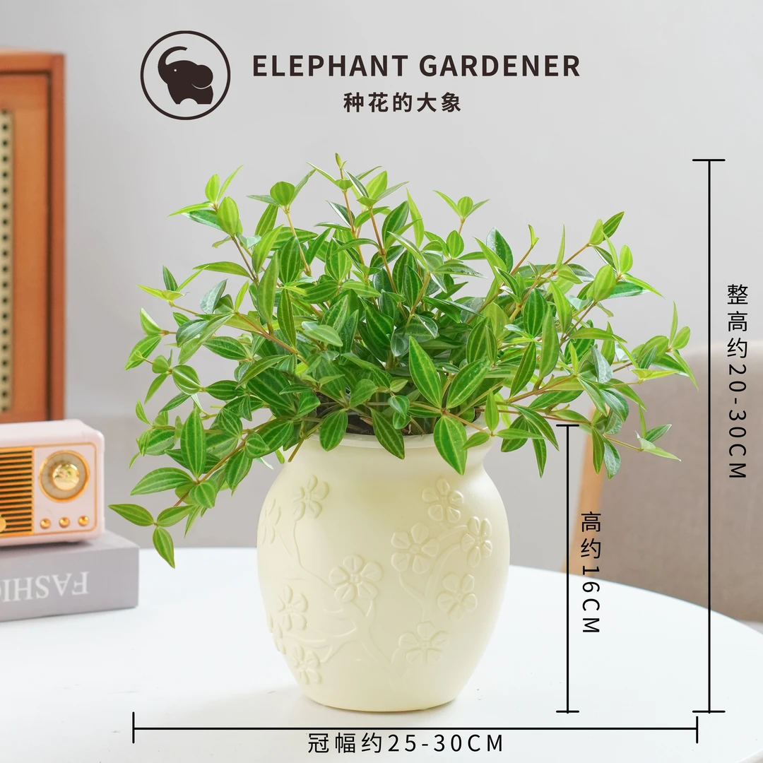 钻石翡翠盆栽客厅室内吊兰藤类绿植四季好养活常绿净化空气植物