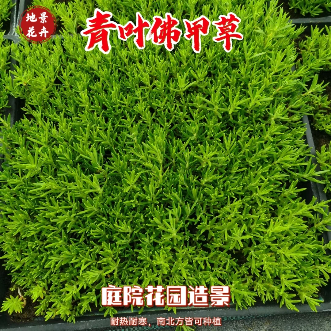 青叶佛甲草地被植物造景植物耐热耐寒露养栽培佛甲草庭院花园绿化