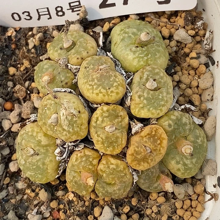 D**肉桃喜花园0308/27勋章