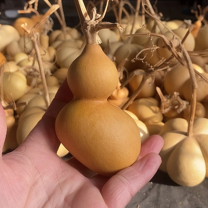 葫芦的颜色很好看