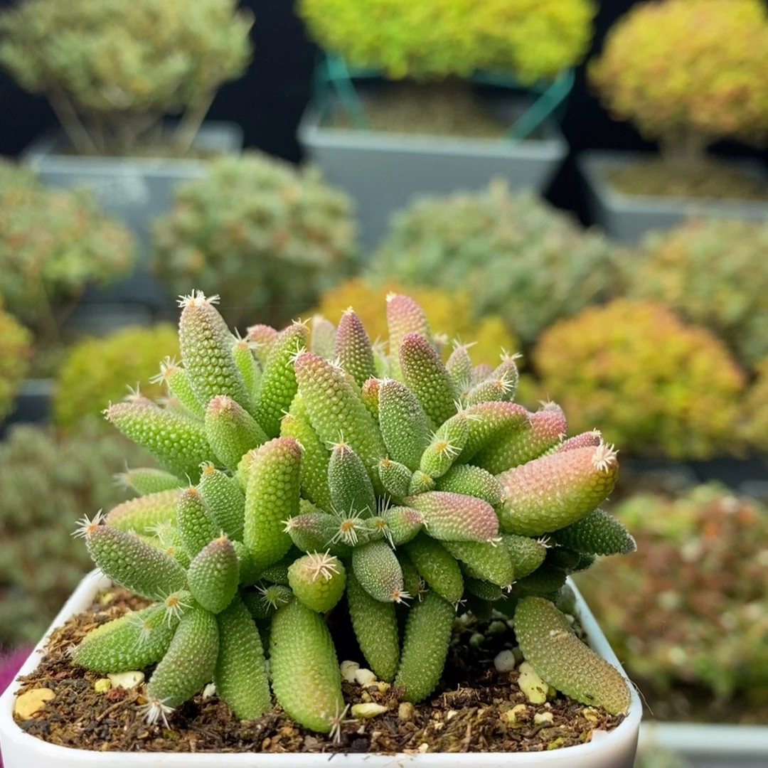 1135实生玉米 。