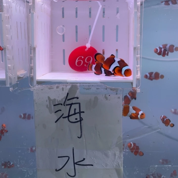 海水鱼背心2条4左右