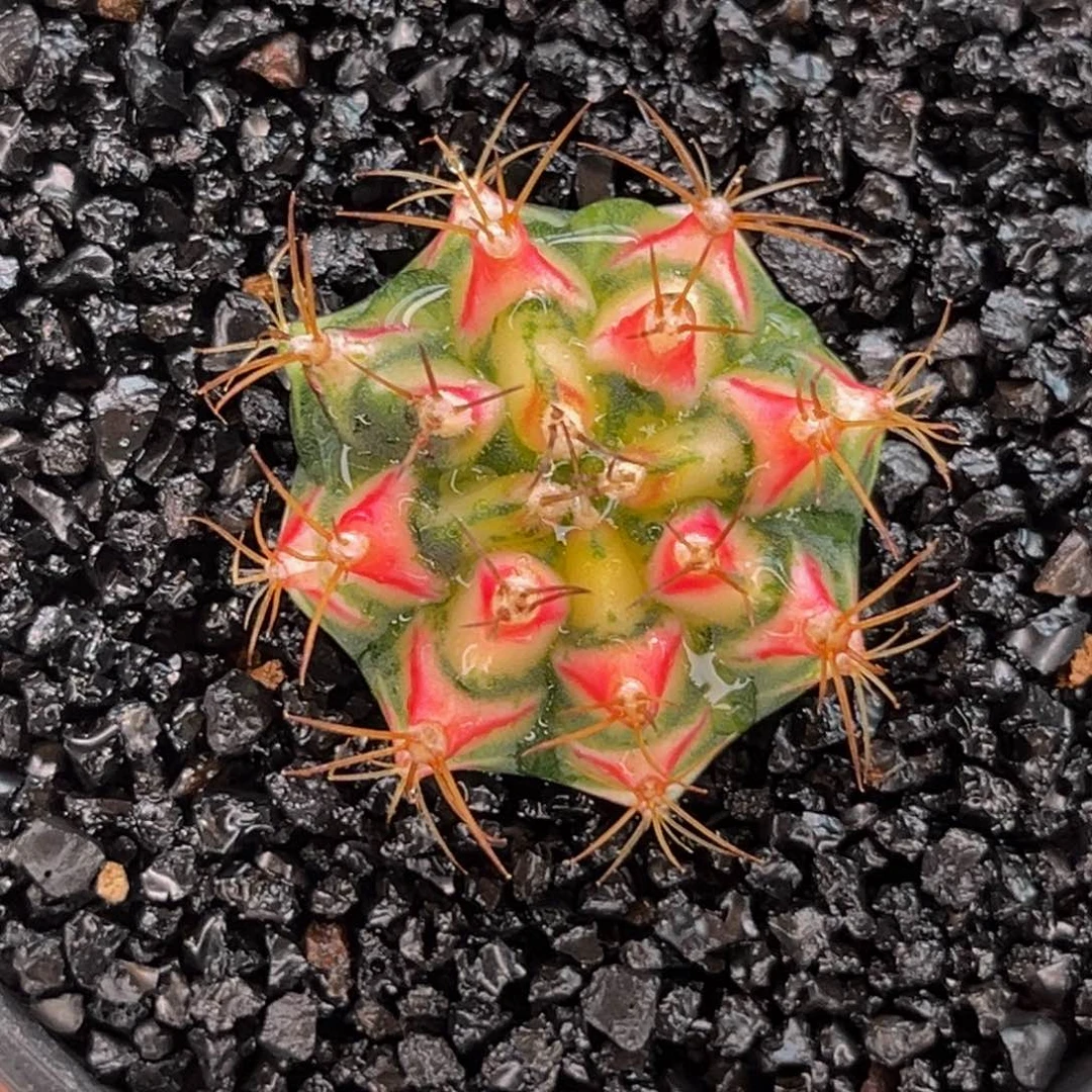 白花田 米哈仙人球