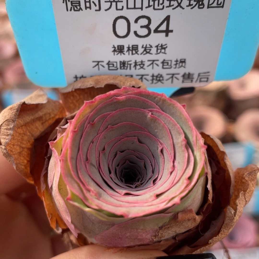 山地玫瑰034裸根发货不售后