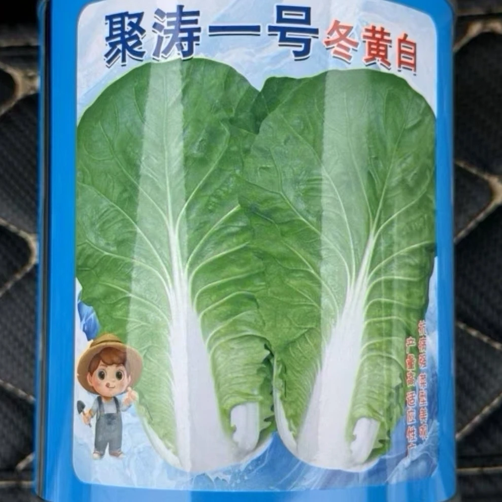 聚涛一号冬白种籽青菜种子蔬菜种子菜种子青菜白菜蔬菜正宗种子