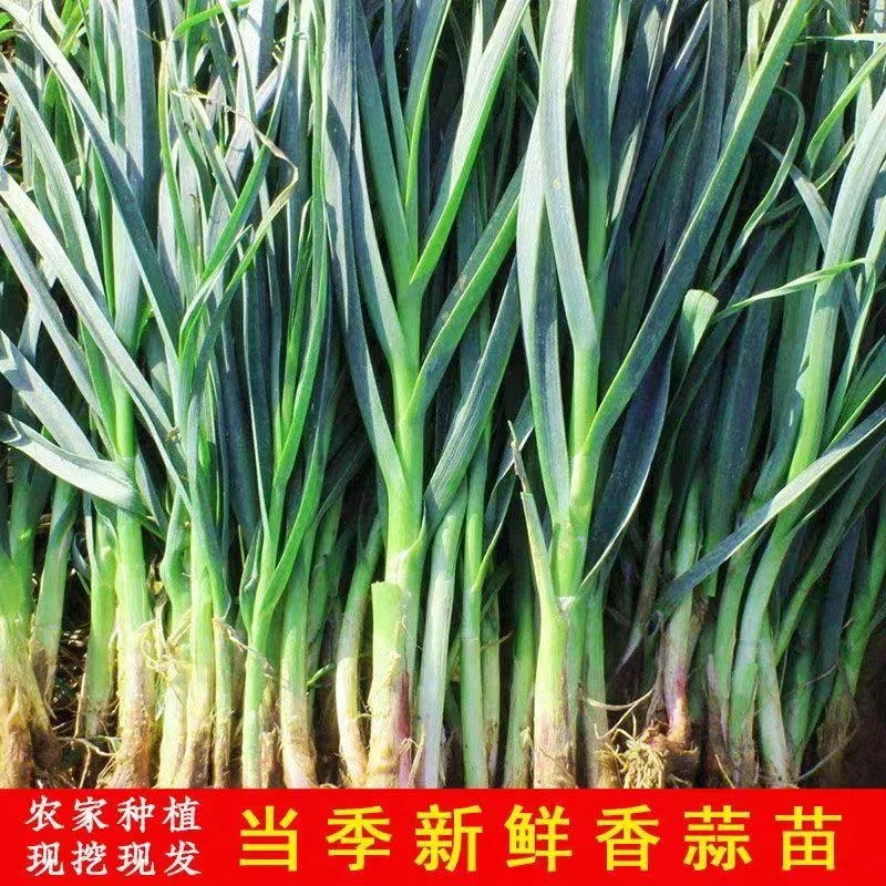 河南农家自种青蒜苗新鲜现挖整箱包邮
