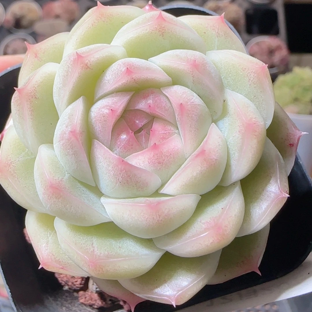 花语多肉1220-12麦秆