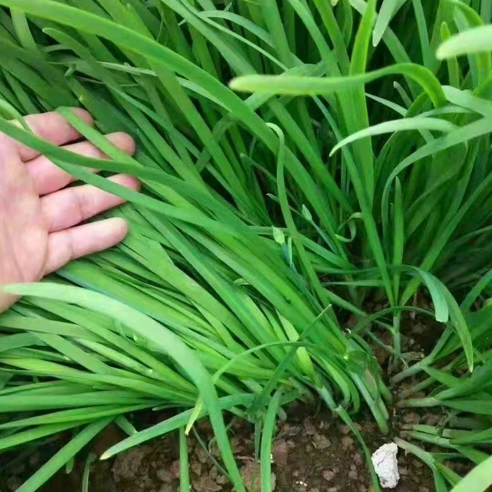 山东新鲜头茬嫩韭菜4.5-5斤装,新鲜现挖