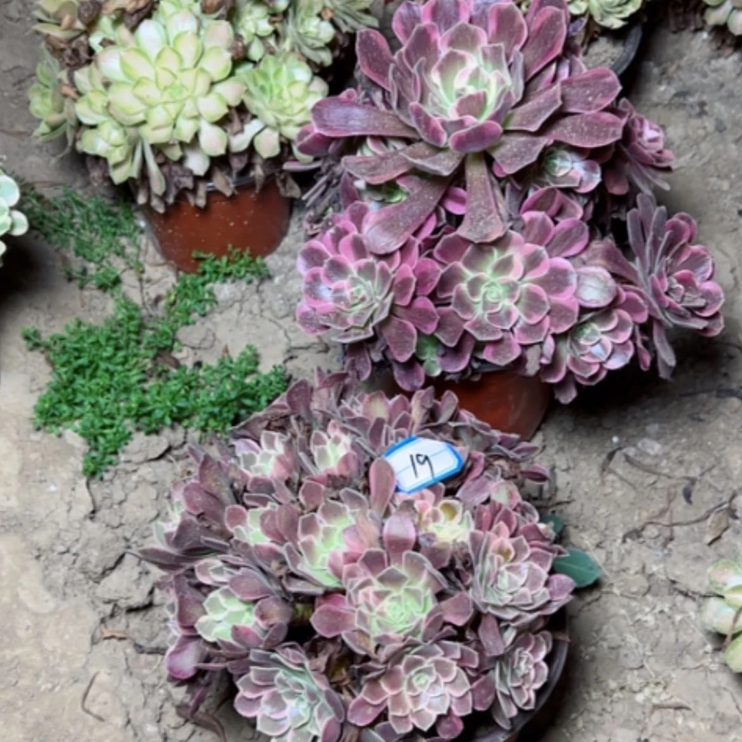 【闪购商品】断枝不包19