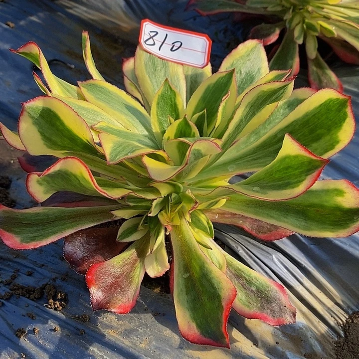 魅影老桩带侧芽810好