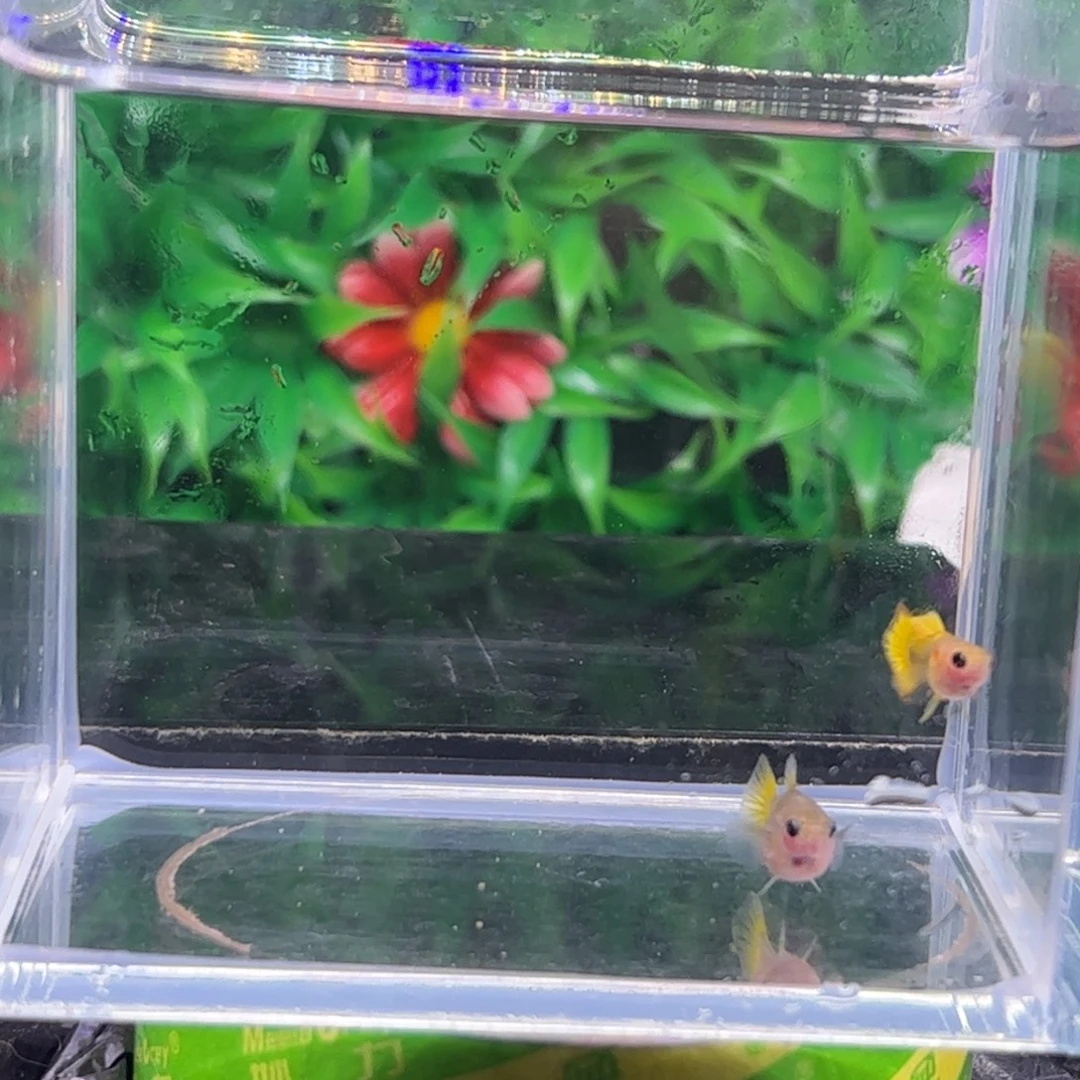 孔雀鱼黄化向日葵111111111