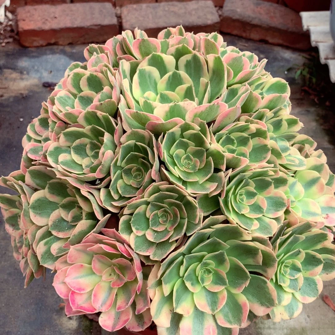 妖月捧花，多肉植物