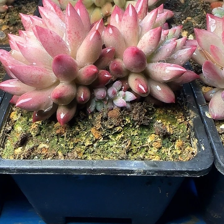 车厘子多肉植物19.8