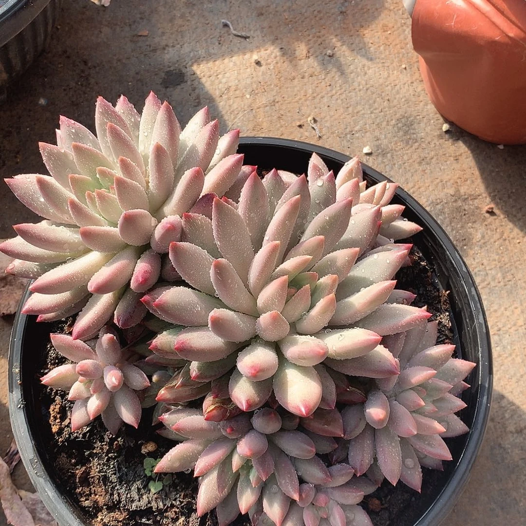 413美人一物一拍多肉