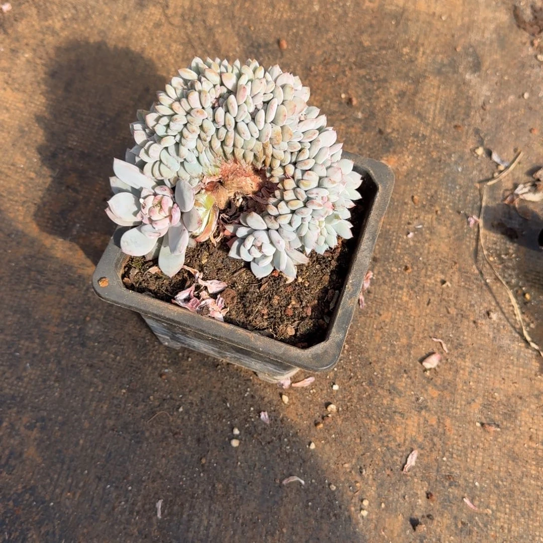 果***果缀化橙梦路120多肉植物