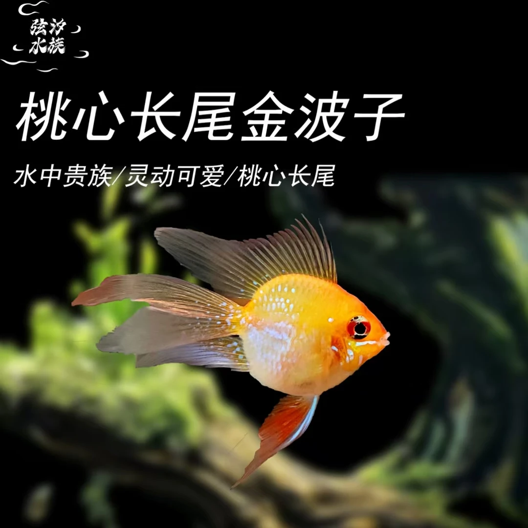 练手金波子直播间专属