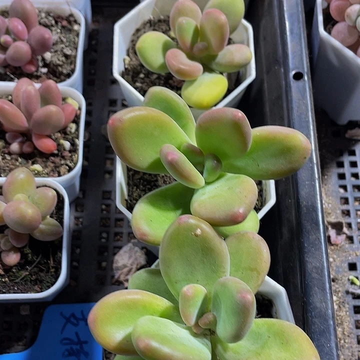 金蟾3.8带盆土发货