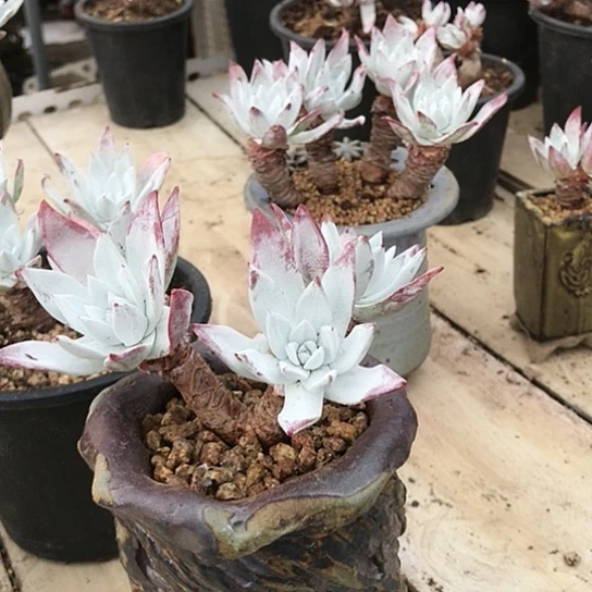 韩货刘丹仙女棒杯