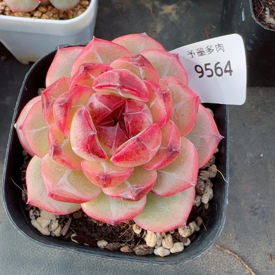 乌云，9564多肉植物