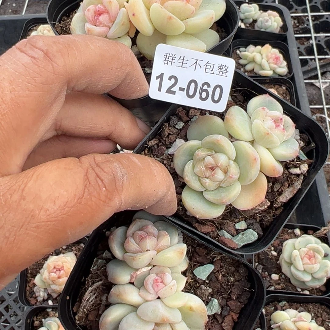 柿*~小卡拉米糖心一物一拍12-60