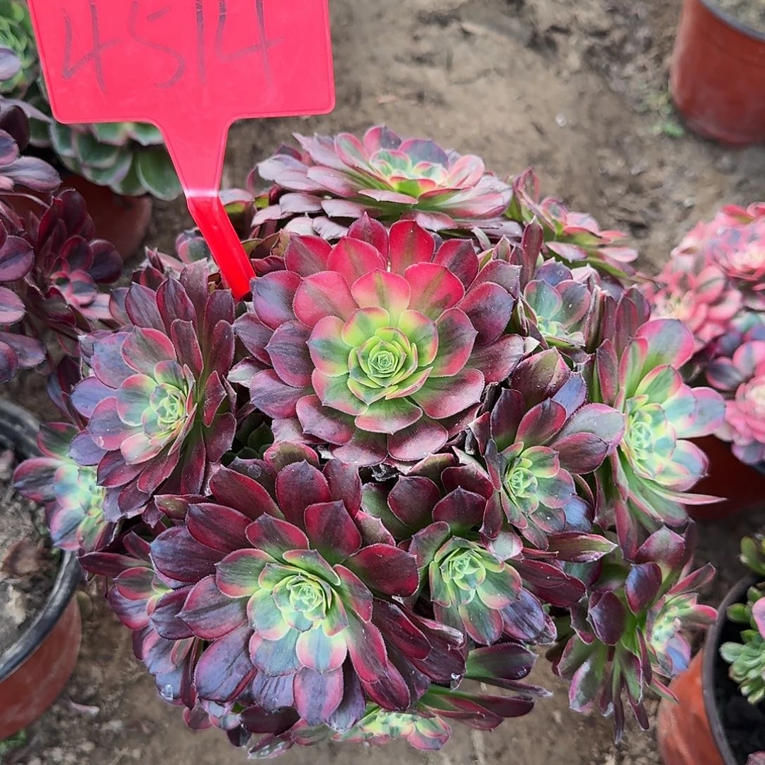 4514安娜多肉法师