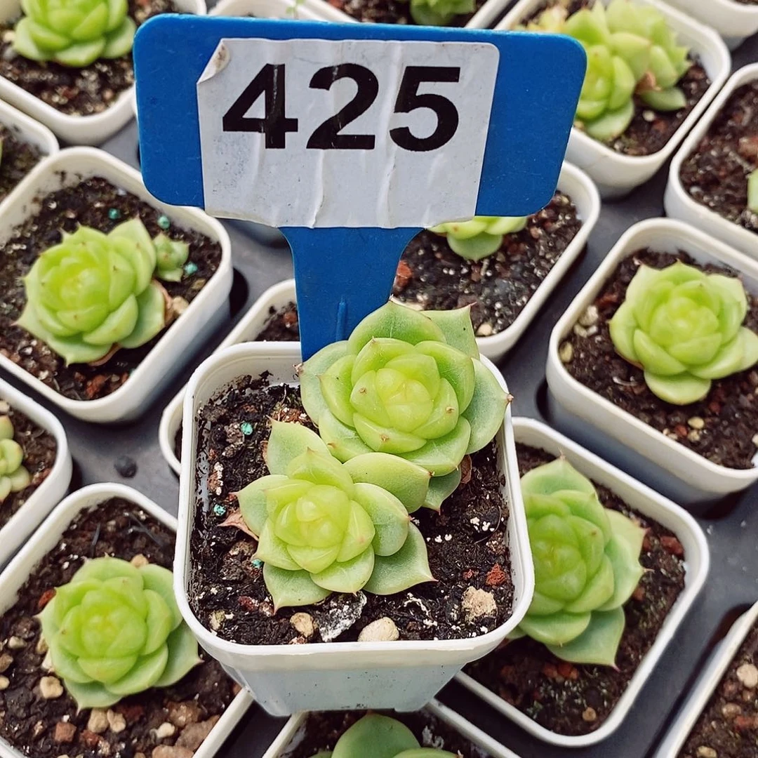 默*流心扶摇4-5cm多肉植物