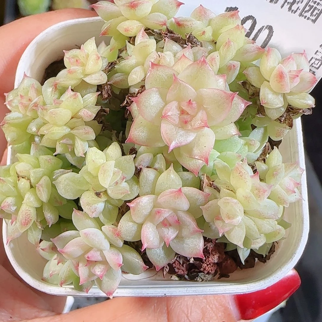 1106-100麦秆不包整