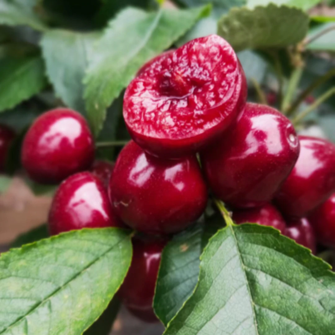 2斤装、大连精选樱桃、10-16克、4J5J6J、顺丰空运 内附果径卡