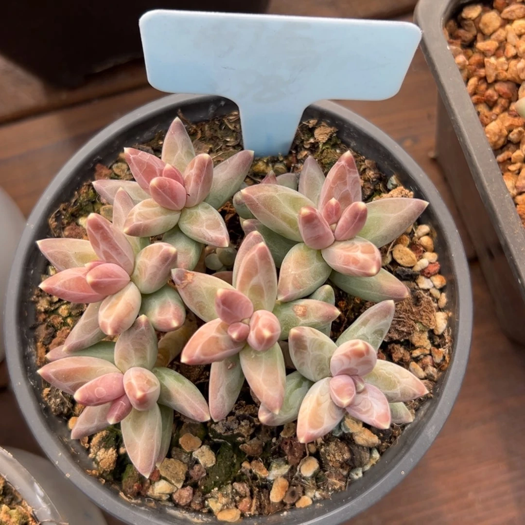 凤羽11111111111111