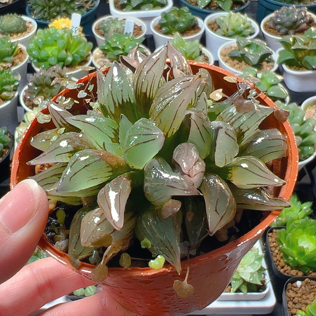 四***年红盆西瓜寿多肉多肉