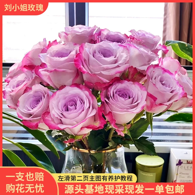 【气场】玫瑰鲜切花水养花源头基地现采现发一单包邮