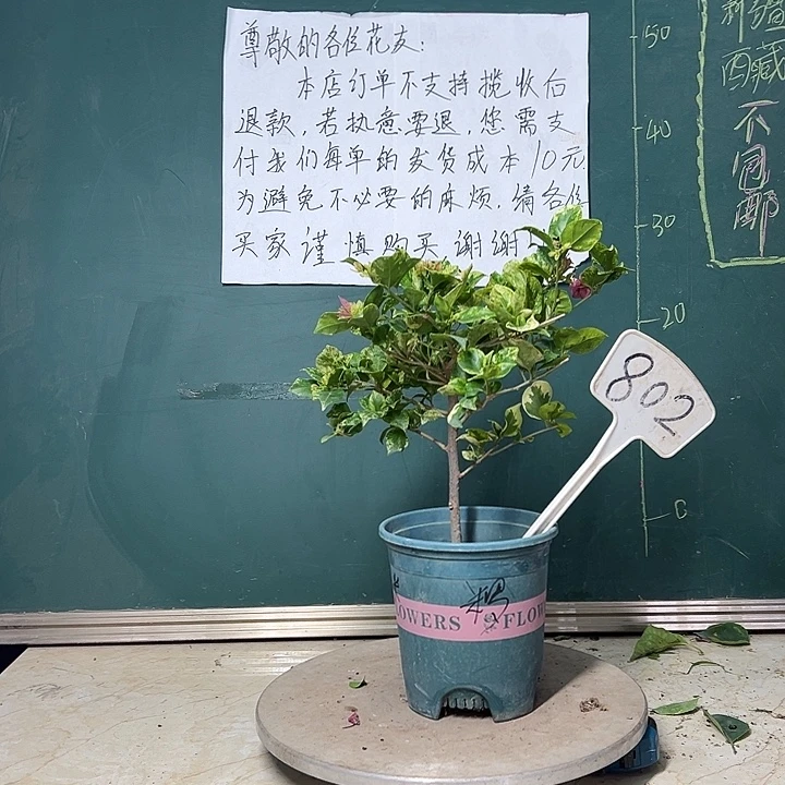 全部花苞 斑叶米罗  802