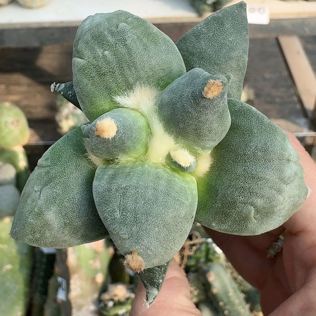 全部花朵日系达摩牡丹143