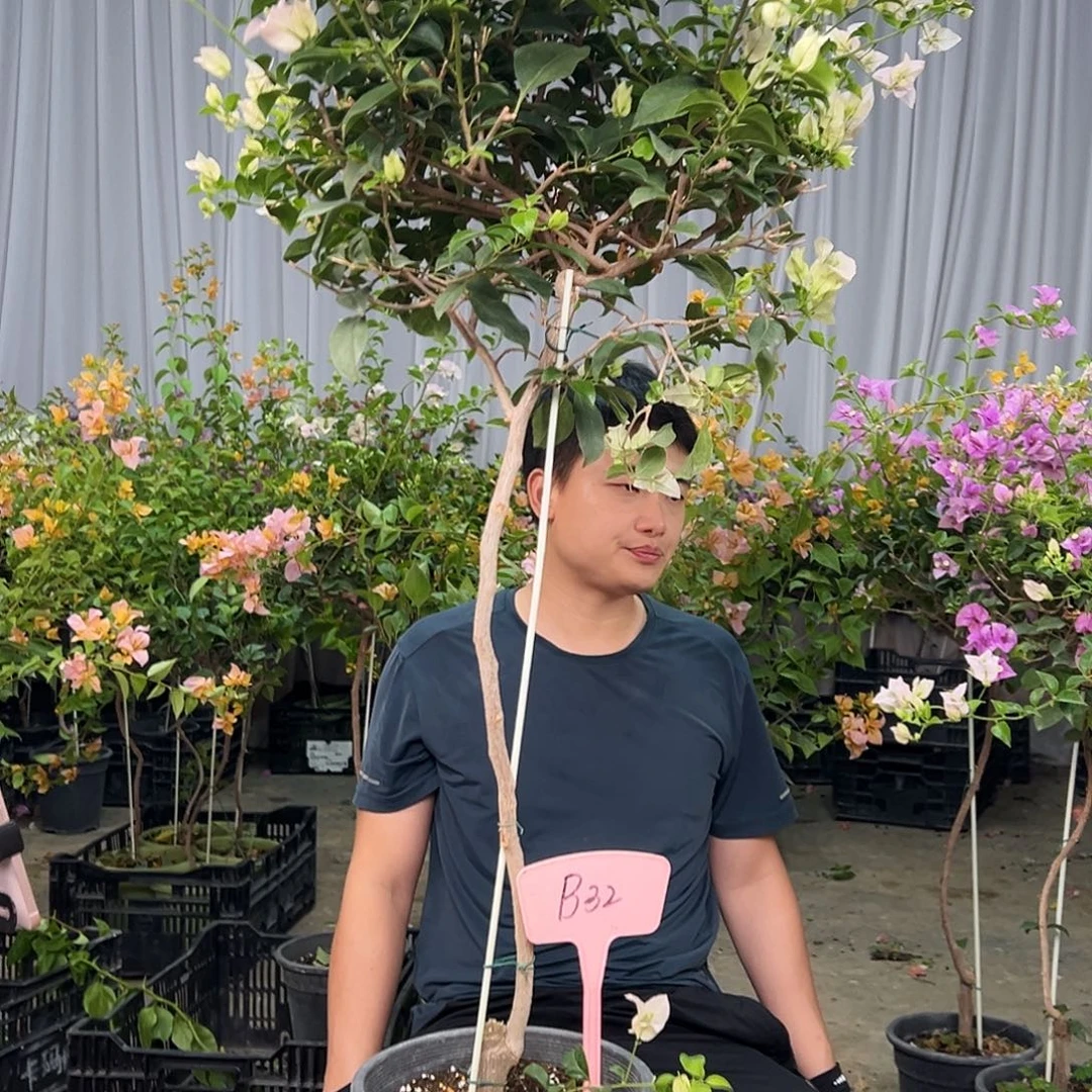 我***雨当前无花栽培后可以开花B32苹果花