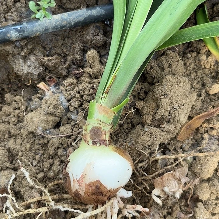 无花朵一**依粉色荣耀包对版六➕