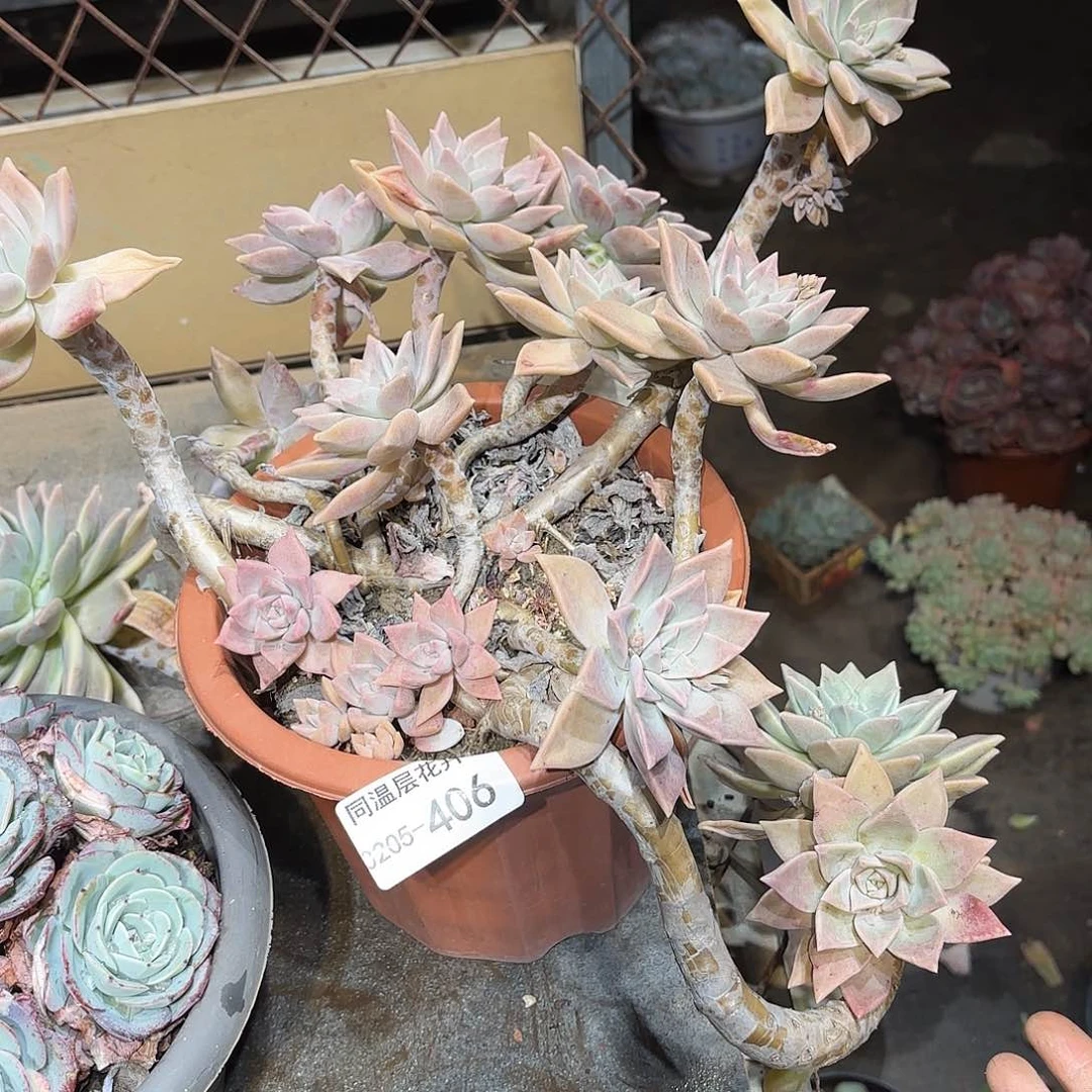 同温层多肉红色黄昏406