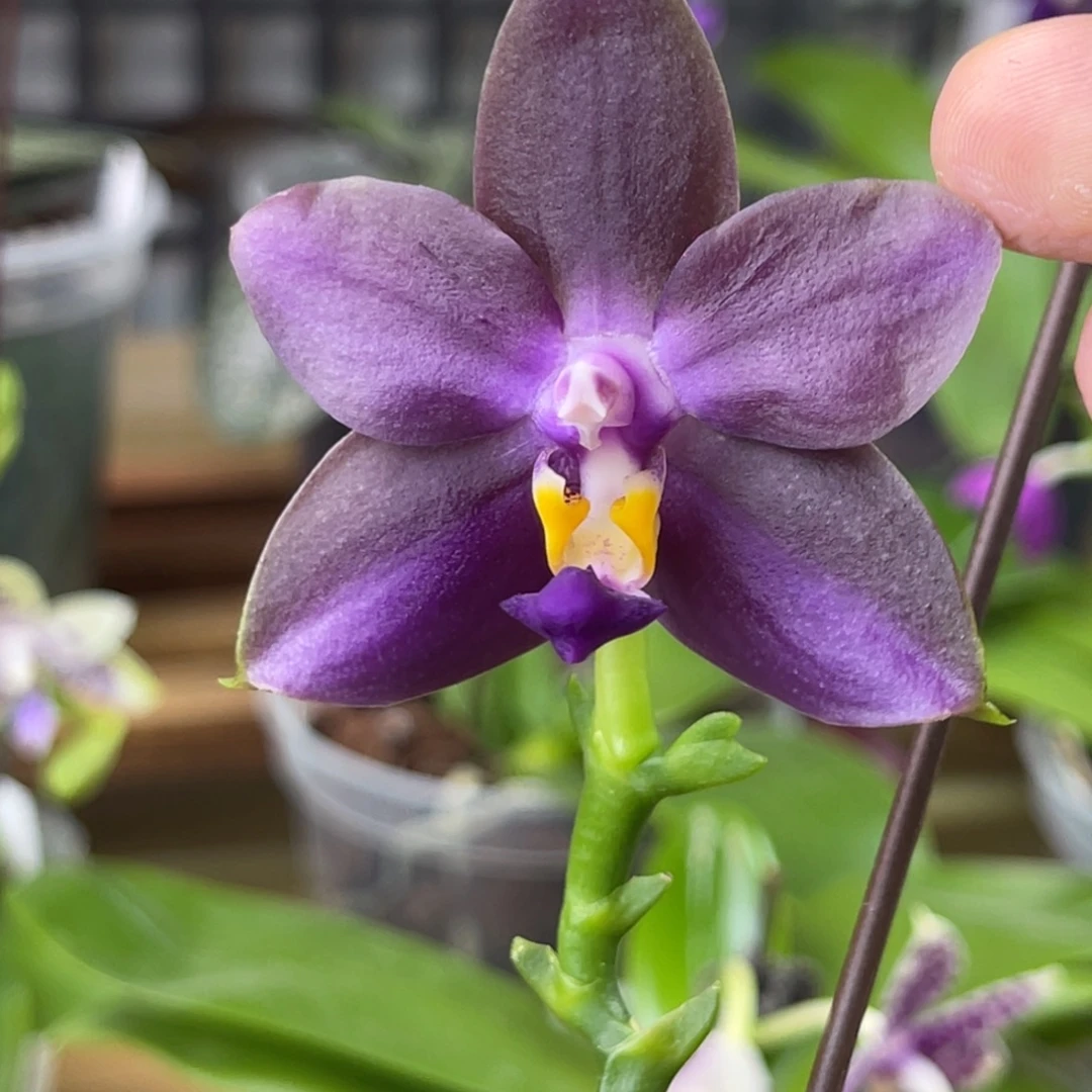 完全开放弥陀34-郑敏台湾-1401