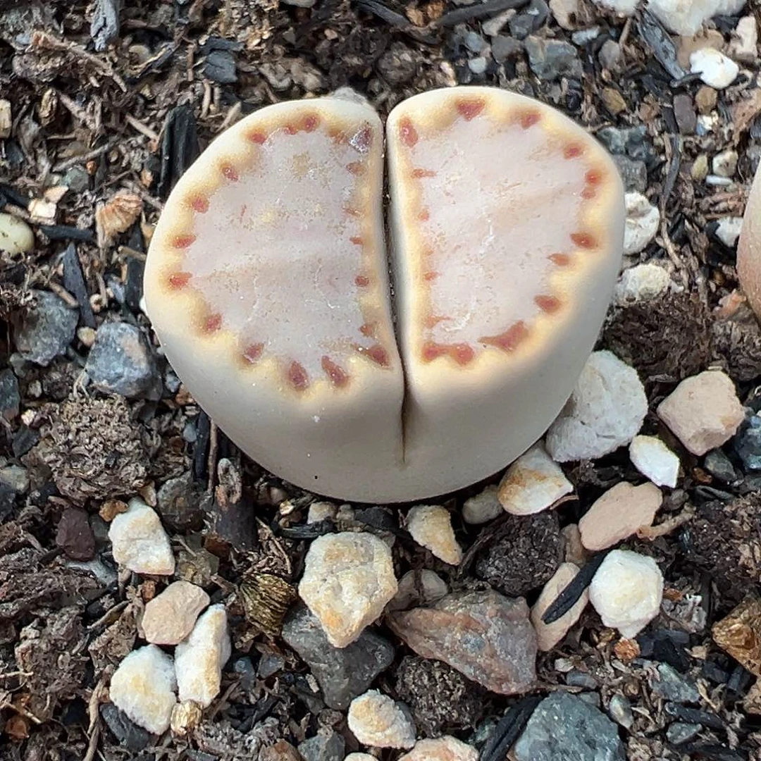 1047 生石花下播福利炸