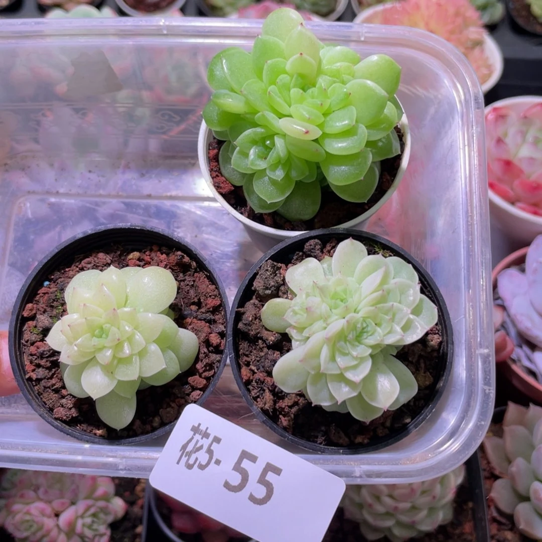 花利美 5-55麦秆 3颗