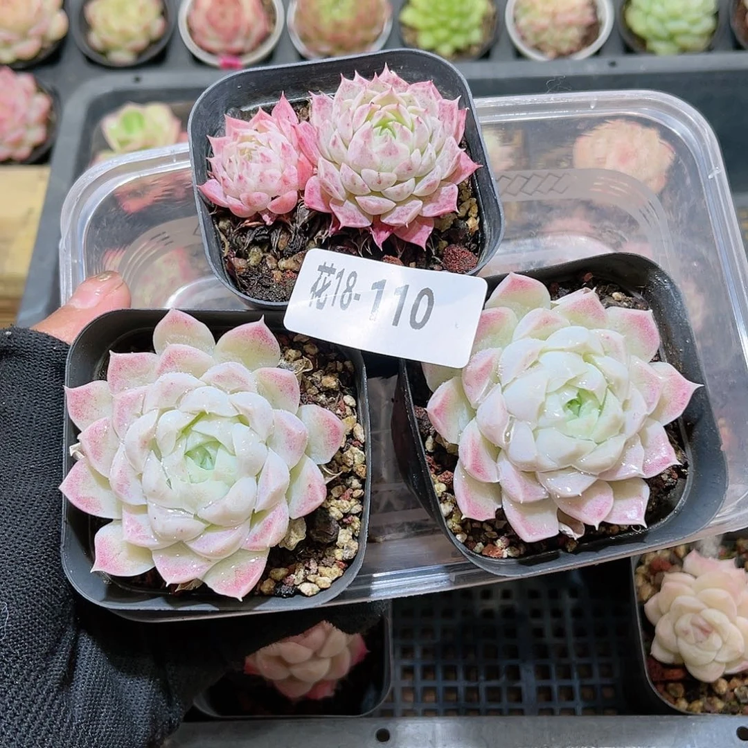 花18-110白月影2颗➕朱砂痣